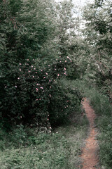 Empty narrow trail in a green forest. Summer Hiking Trail