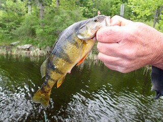 Closeup of a fresh caught Perch