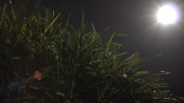 Greengrass in the Moonlight