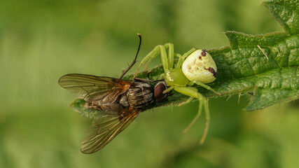 green spider caught a fly, selective focus image