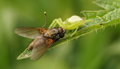 green spider caught a fly, selective focus image