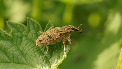 big brown weevil on a leaf, selective focus image