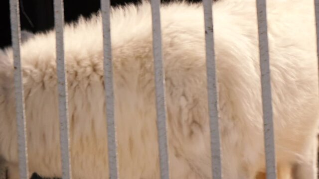 white wolf in a cage