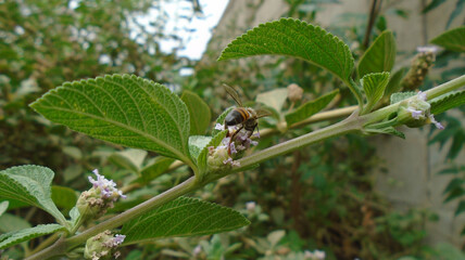 bee on a leaf