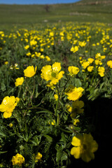 field of yellow flowers