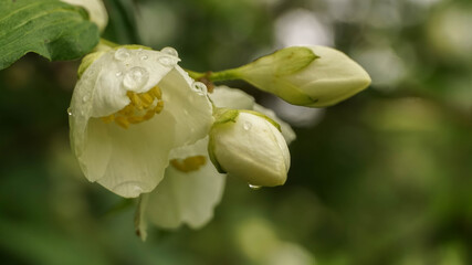 white jasmine flowers in raindrops, summer day