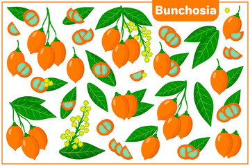 Set of vector cartoon illustrations with Bunchosia exotic fruits, flowers and leaves isolated on white background