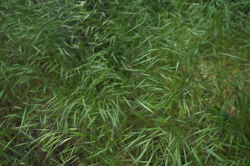 Background from ears of green grass on the field.