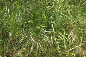 Background from ears of green grass on the field.