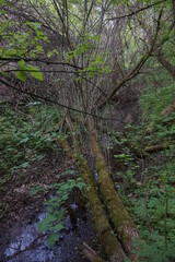 A stream flows in a mysterious forest.
