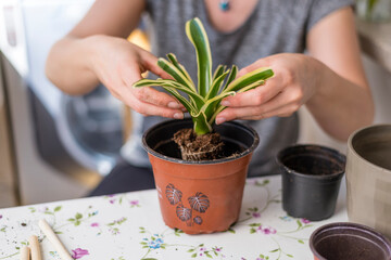 Manos de mujer joven plantando una planta en un tarro, concepto jardinería en casa, eco, medioambiente