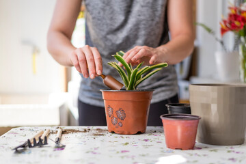 Manos de mujer joven echando tierra en un tarro, concepto jardinería en casa, eco, medioambiente