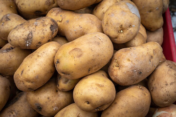fresh potato harvested from farm in harvesting season