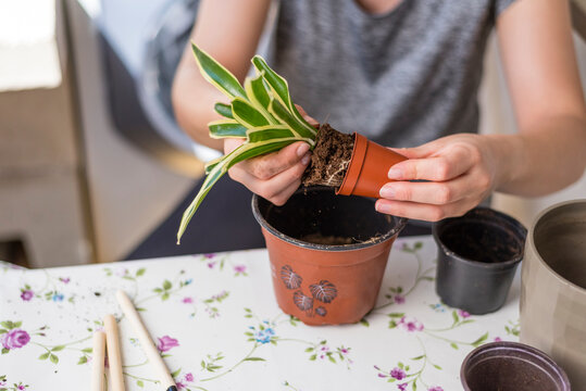 Mujer joven trasplantando una planta de un tarro peque&ntilde;o a uno grande, concepto jardiner&iacute;a en casa, eco, medioambiente