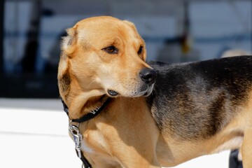 Hund aus dem Tierschutz
