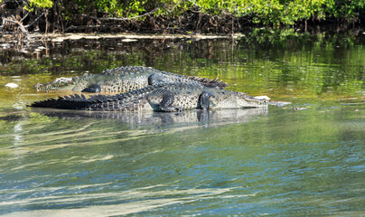 Mexico, Oaxaca,Mazunte, Ventanilla,crocodile in the natural state in the lagoon stopped on the shore,view of the crocodile from behind
