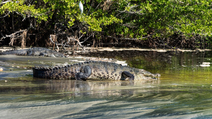 Fototapeta na wymiar Mexico, Oaxaca,Mazunte, Ventanilla,crocodile in the natural state in the lagoon stopped on the shore,view of the crocodile from behind