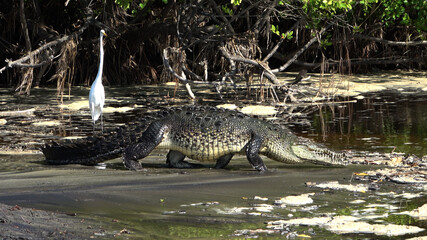 Oaxaca, Ventanilla Lagoon, crocodile walks on the beach