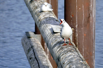Kreischende M&ouml;we sitzen auf Balken im Hafen.