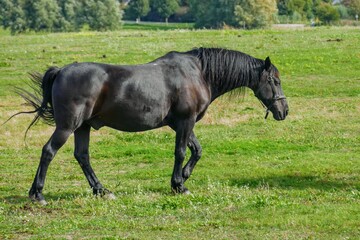 Schwarzes Pferd trabt über Weide.