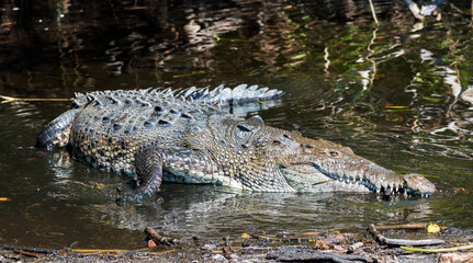 Ventanilla, Oaxaca, Mexico,crocodiles standing on the shore of the lagoon, green background