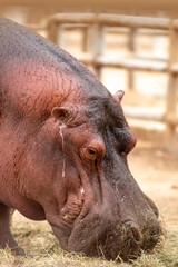hippopotamus in zoo eating grass