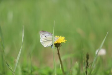 モンシロチョウ