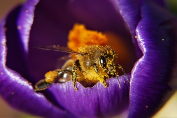 Biene in einem Krokus, mit Pollen bedeckt. Makro.