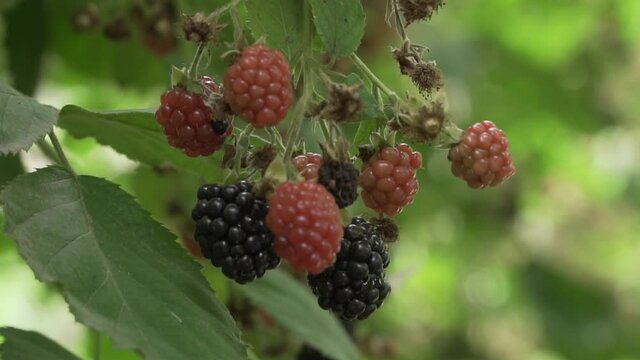 A raspberry tree with red and black raspberries