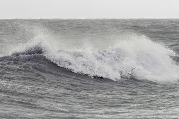 Force of nature. Seagull flying over crashing wave at sea.