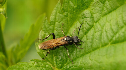black wasp with brown wings on a leaf