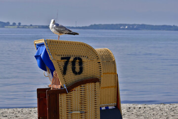 M&ouml;we auf Strandkorb Nummer 70.