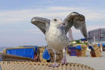 M&ouml;we mit halb-angelegtenFl&uuml;geln, Nahaufnahme.