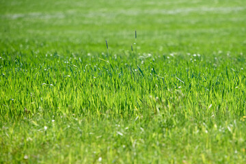 Nice blades of grass