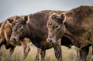 Cows grazing in a field
