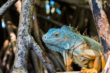 Ventanilla Lagoon, Oaxaca, Mexoco, iguana among mangrove branches, close up