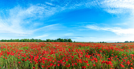 Fototapeta na wymiar Beautiful summer day over poppy field - panorama shot