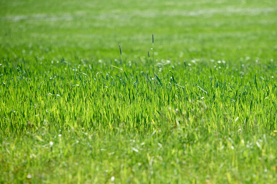 Nice Blades Of Grass