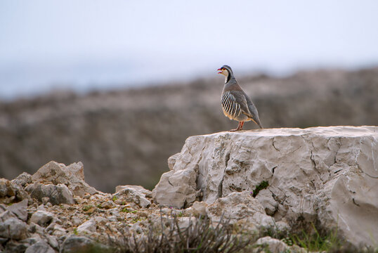 Rock Partridge - Alectoris graeca, beautiful colored bird from Souther Europeans bushes nad rocks, Pag island, Croatia.