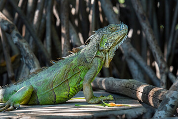 Ventanilla Lagoon, Oaxaca, Mexoco, iguana among mangrove branches, close up
