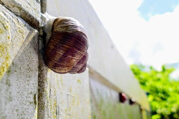 Weinbergschnecke auf Betonwand.