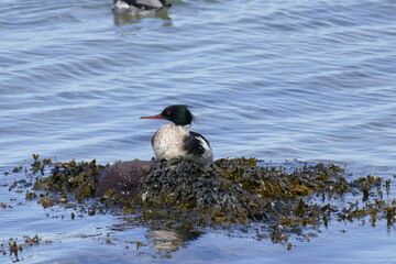 Haubentaucher sitzend, Wasser.