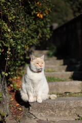 家の前の石段の猫