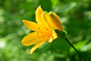 Yellow lily (latin: hemerocallis lilioasphodelus) is a perennial herb in the hemerocallidaceae family.