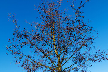 Silhouettes of branches of an alder tree (Alnus glutinosa)
