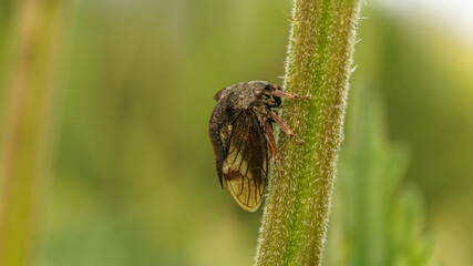 beautiful brown beetle in a helmet, selective focus image