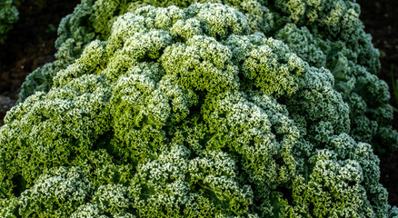 Close up of rimed curly kale plant (Brassica oleracea)
