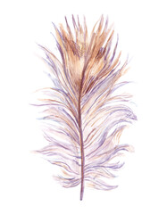 Quail feather isolated on the white background. Handdrawn watercolor work