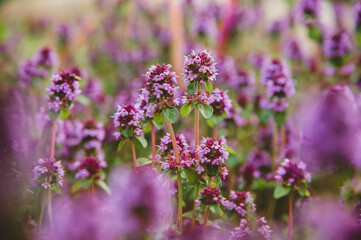 A field of wild thyme Flowers. Flowering of Medicinal herbs in Russia
