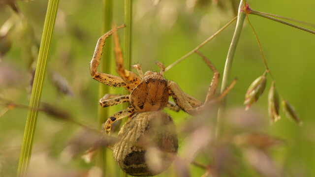 Fbig brown spider on field grass, selective focus image